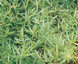 Tarragon  - Russian Artemiesia dracunculus