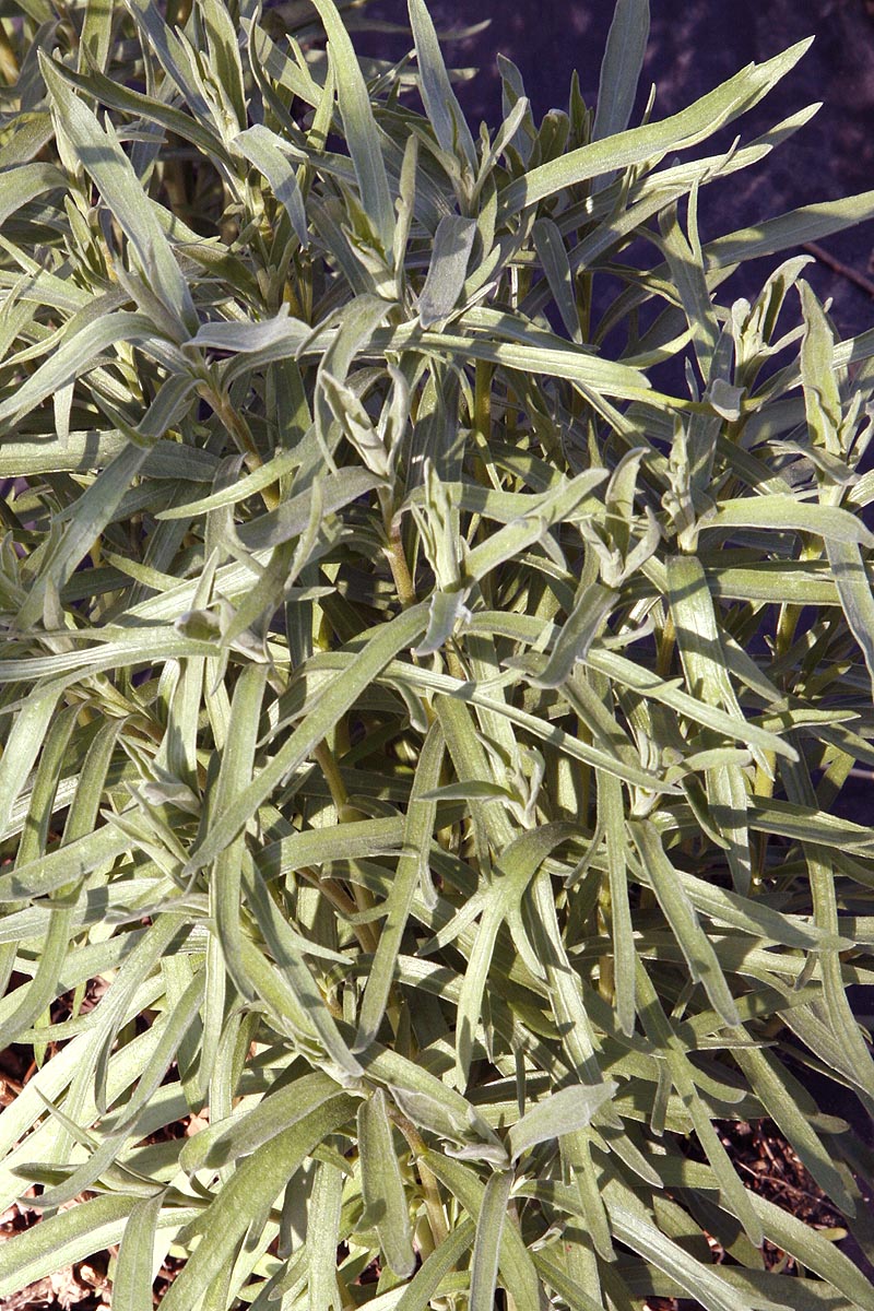 young tarragon leaves