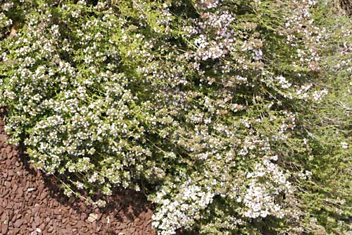 Thyme growing in our field