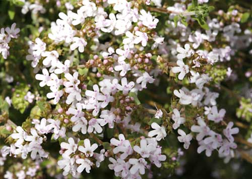 Thyme flowers close