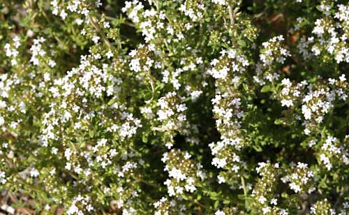 Thyme, Common Thymus vulgaris