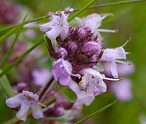 creaping thyme flower close