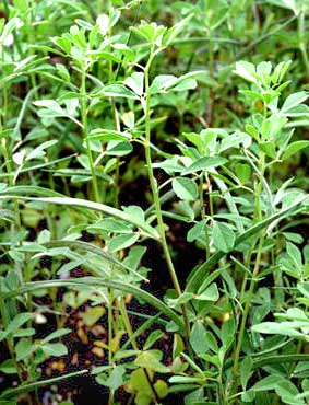  Fenugreek plant with seed pods