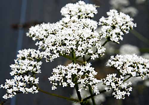 Valerian Valerian officinalis