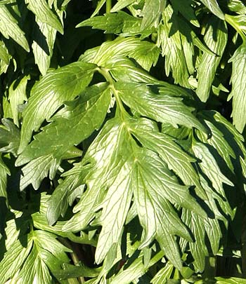 Valerian leaf