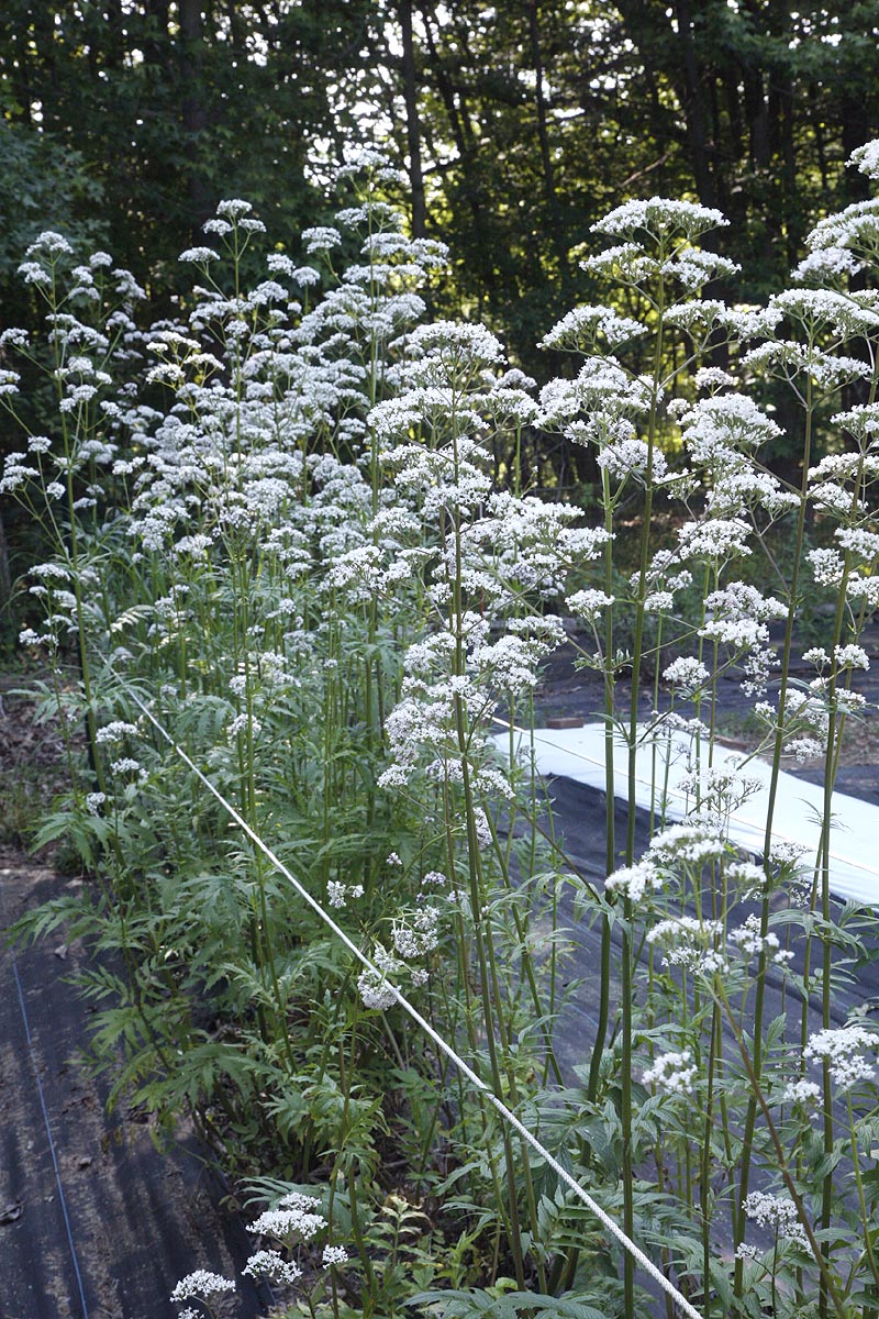 Valerian officinalis flowering in field