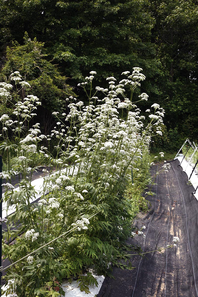valarian flowering in our field