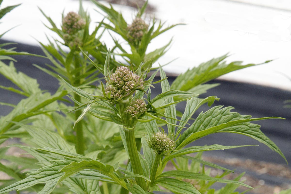 Young flower buds about to open