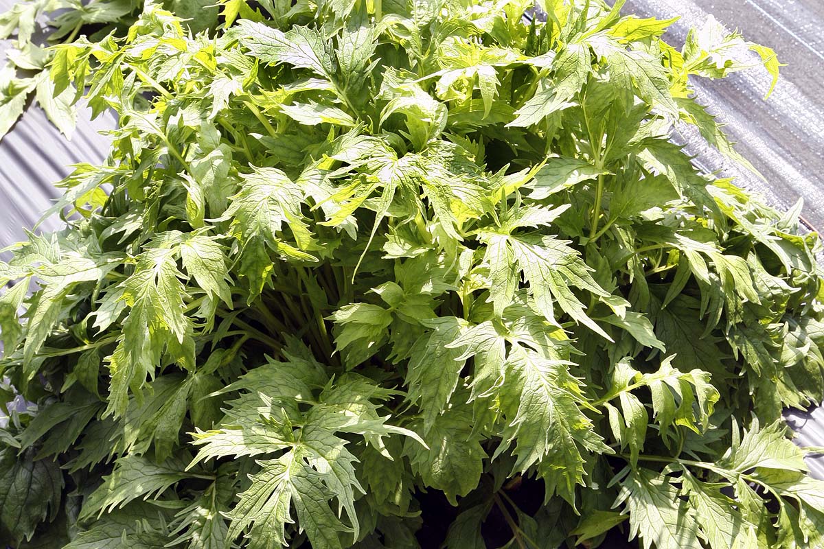 valarian leaves young in spring