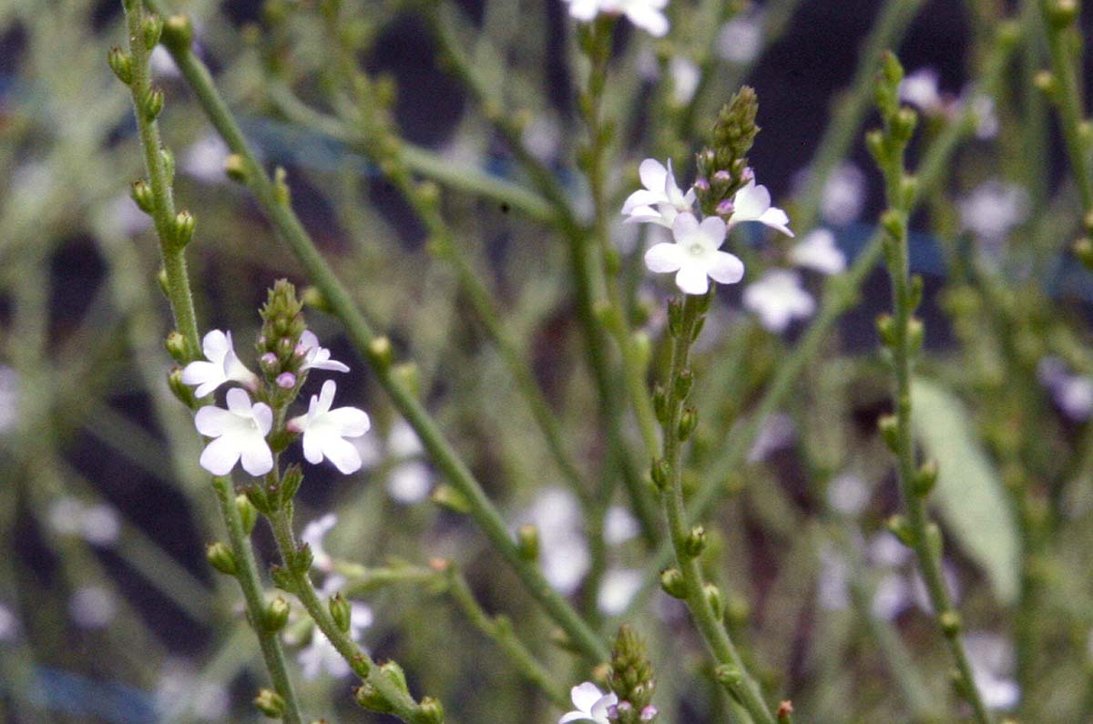 Vervain Verbena officinalis