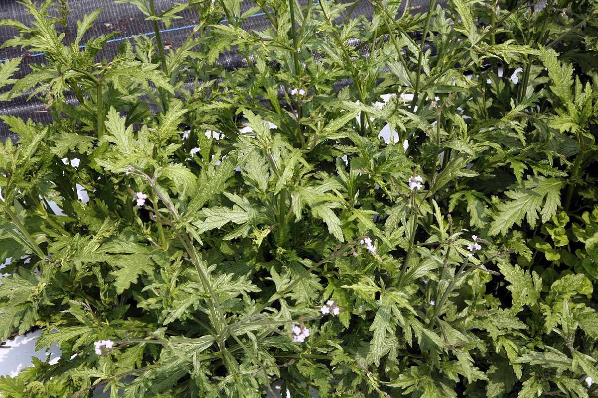 Young vervain leaves and flowers