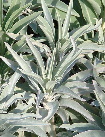 Salvia apiana leaves