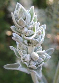 white sage flower bud.