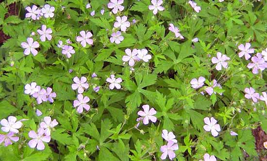 wild Geranium group of flowers