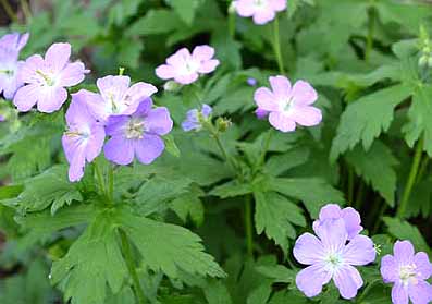 Wild Geranium flowers