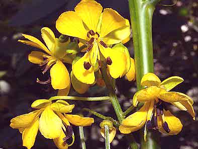 Senna, American Senna marilandica