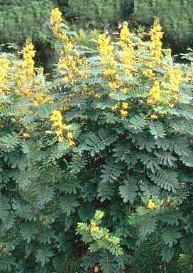 American Senna bush