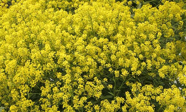 Woad Isatis tinctoria