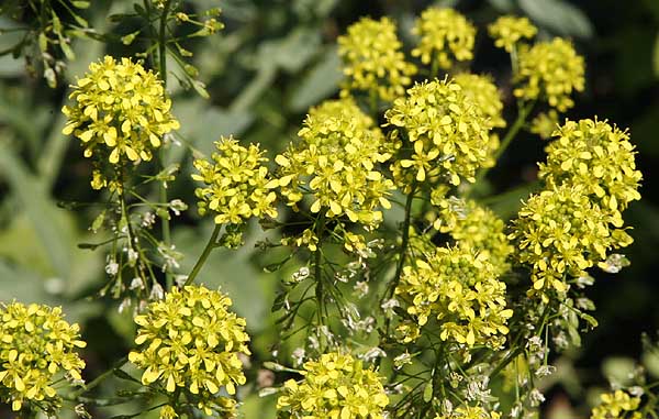 woad flowers close