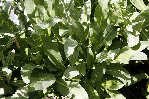 Woad leaves