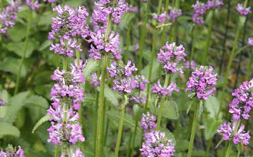 Wood Betony Stachys officinalis