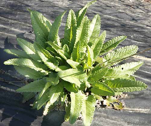 wood betony leaves early spring.