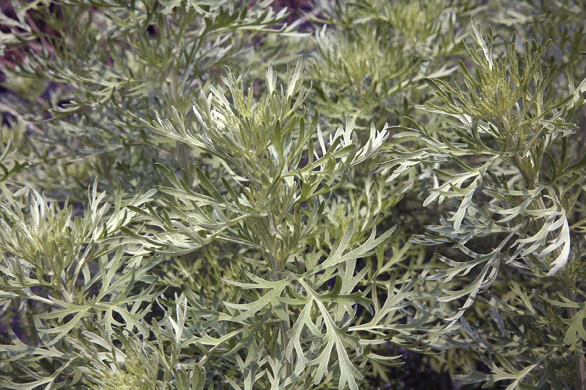 Wormwood Artemisia absinthium