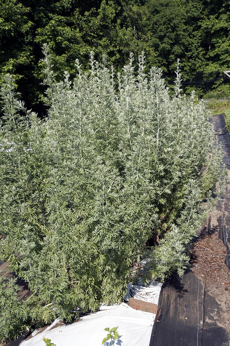 Artemisia absinthium growing in field