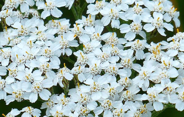 Yarrow, White Achillea millefolium
