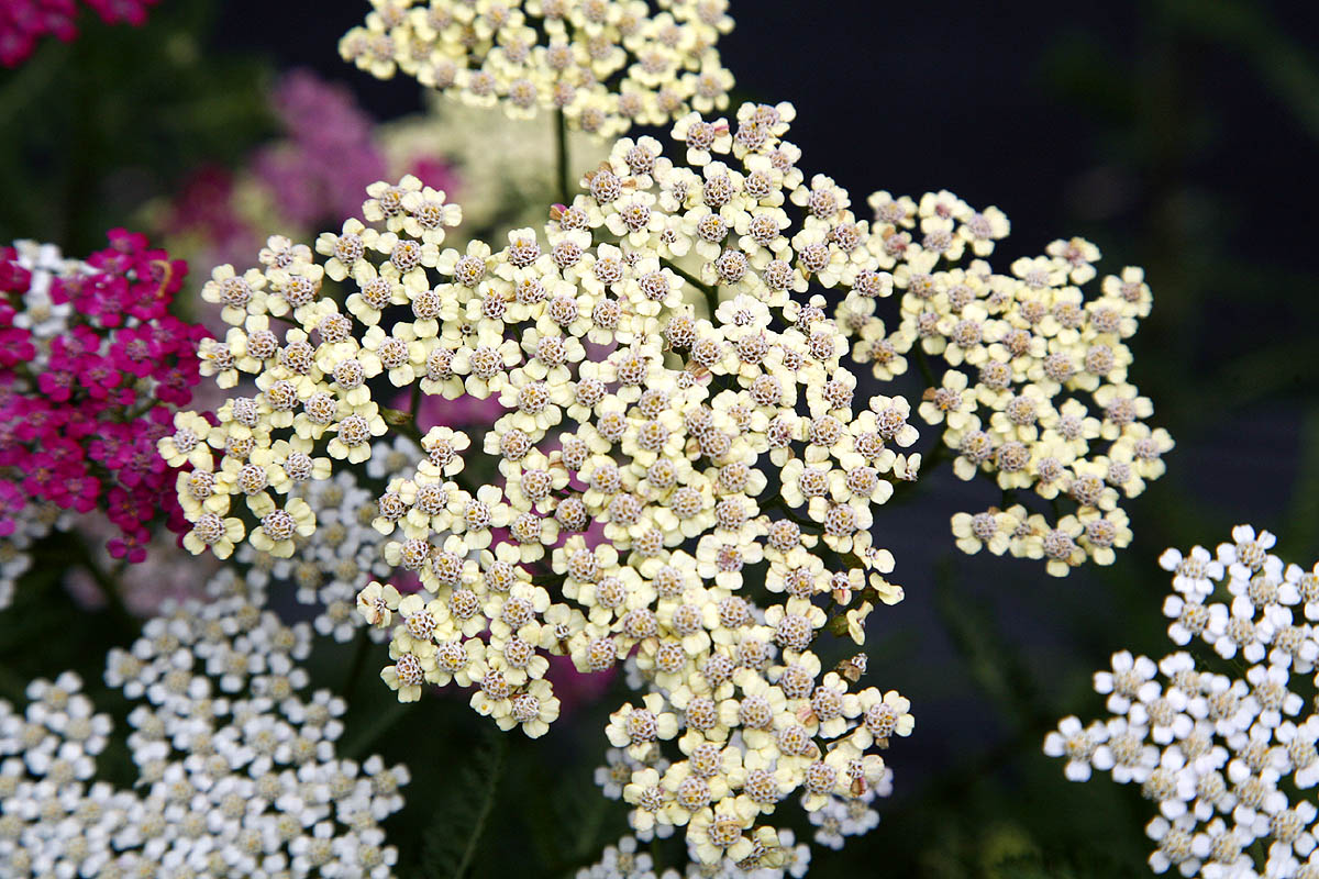 Yarrow flowers cream