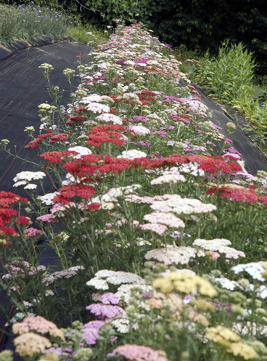 flowering yarrow in our field