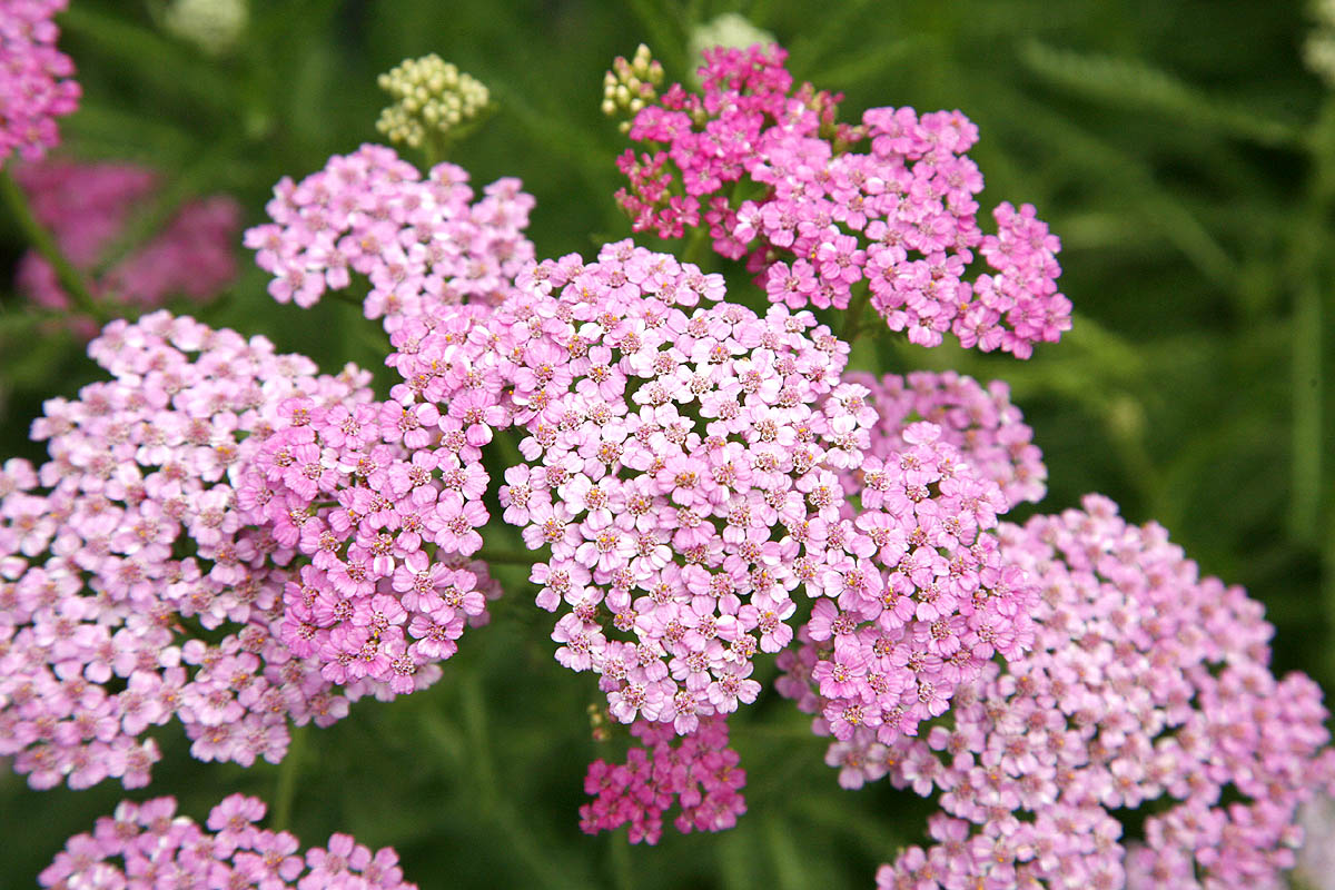 Yarrow flowers pink