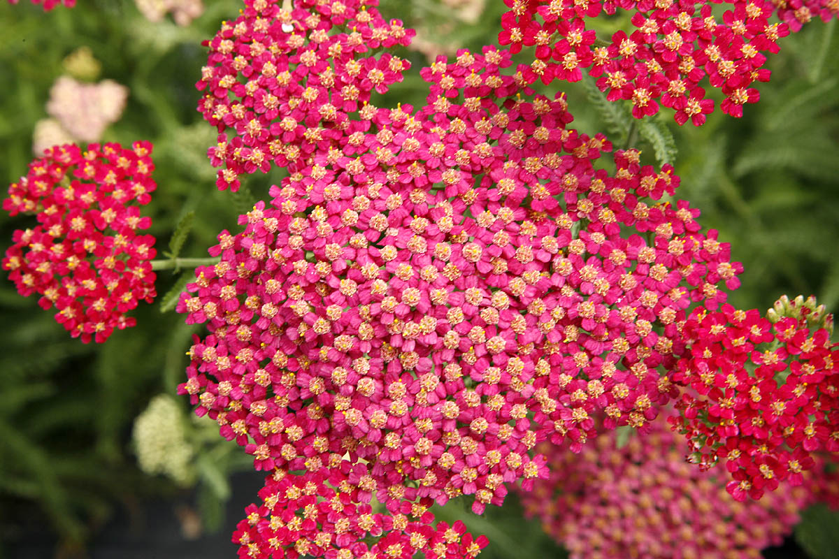 yarrow flowers red