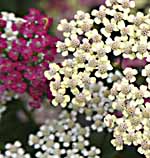 picture of Yarrow <I>Achilea millefolium.</I>