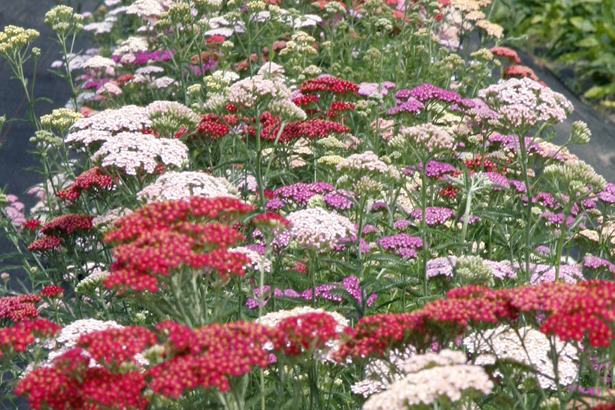 Yarrow mixed colors Achillea millefolium