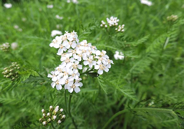 white yarrow plants