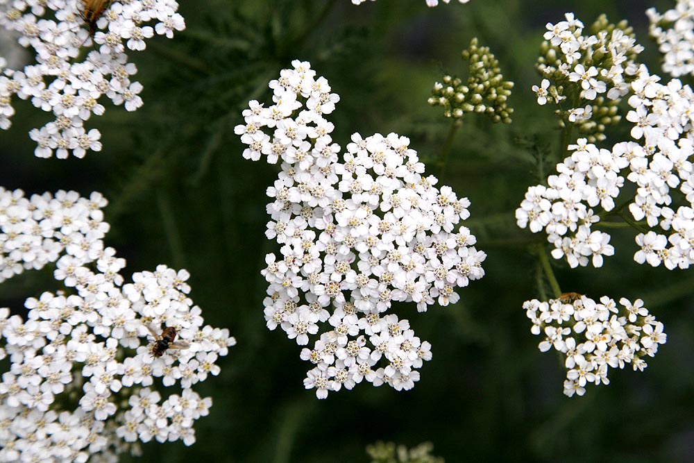 Achillea millefolium flower