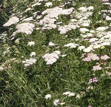 white yarrow in our field.