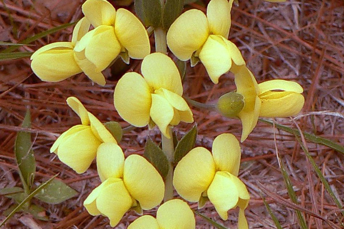 Yellow Wild Indigo flowers close