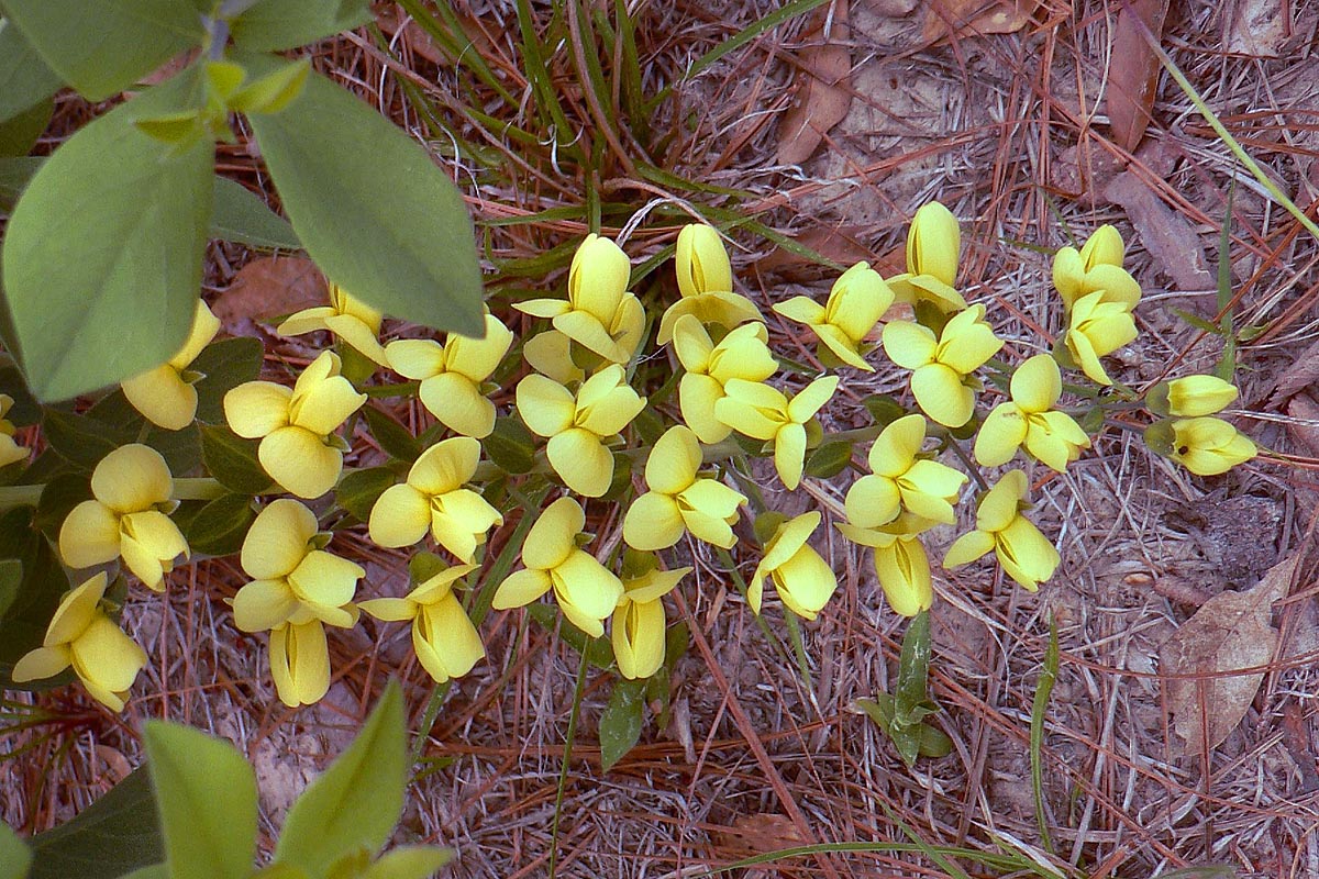 Yellow Wild Indigo Baptisia tinctoria