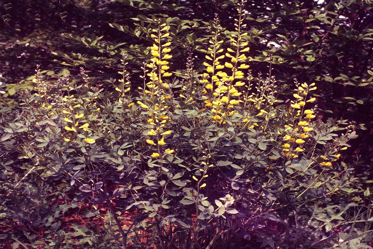 Yellow Wild Indigo plant