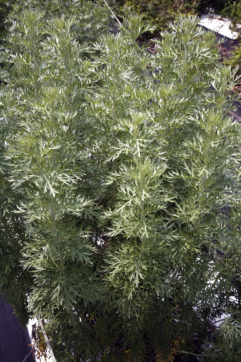 Wormwood plants mid season