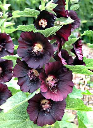 Black Hollyhock Flowers