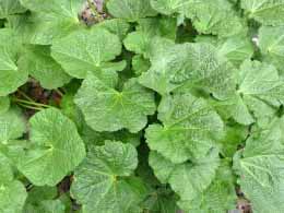 Hollyhock leaves