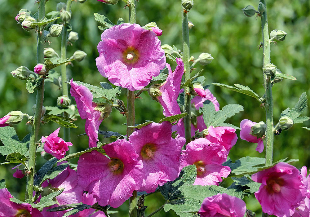 Hollyhock - Indian Spring Alcea rosea