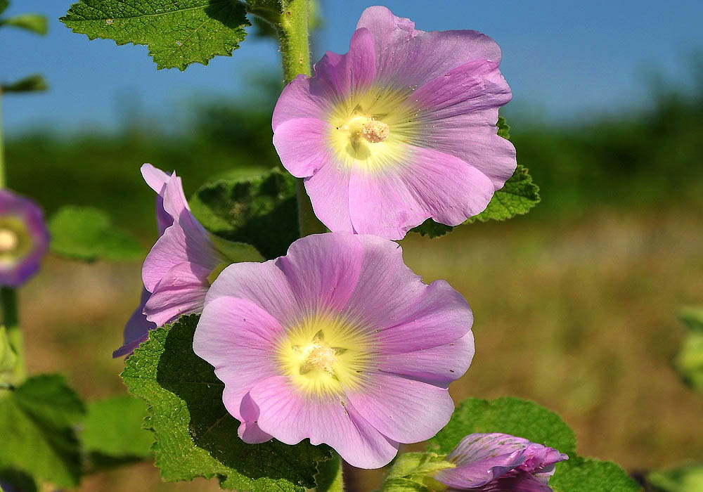 Hollyhock  - Indian Spring rose