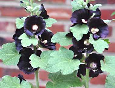 Hollyhock - Black Alcea rosea nigra