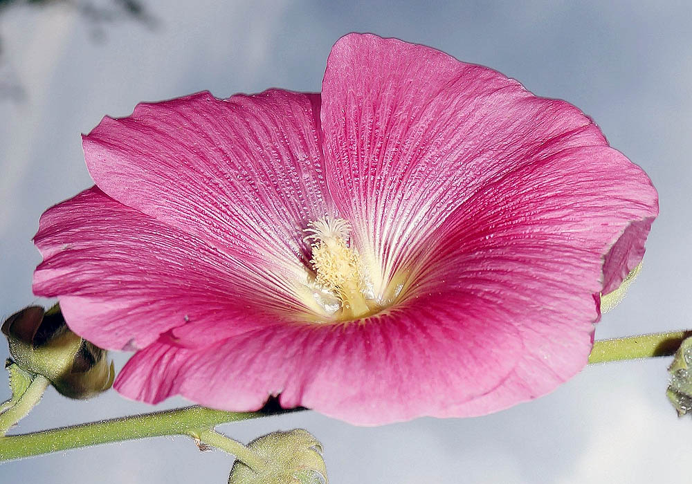 hollyhock flower close