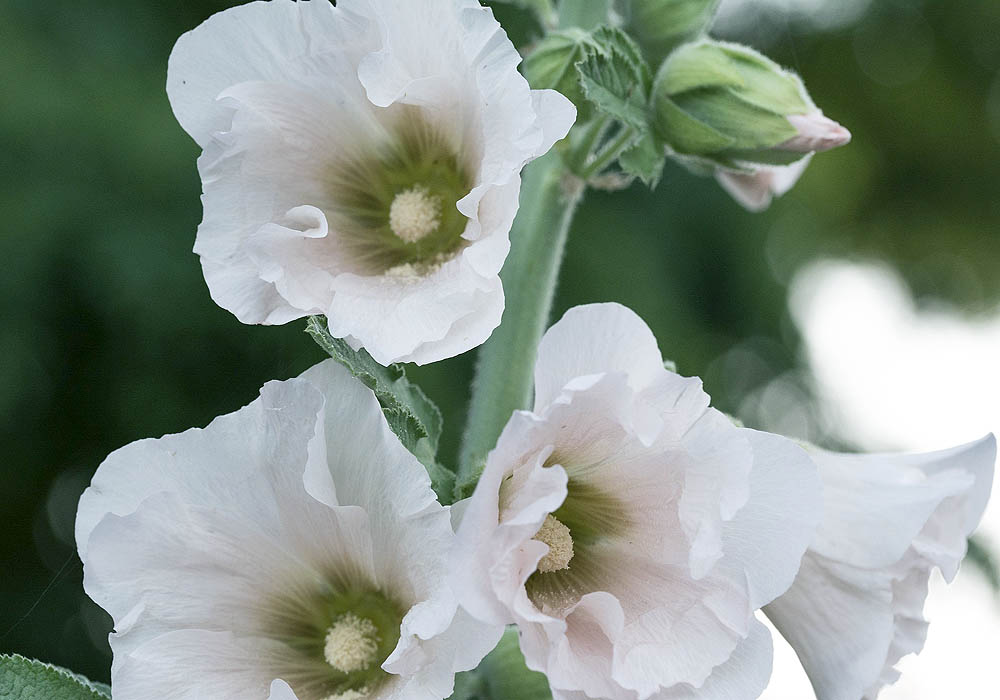 hollyhock indian spring white