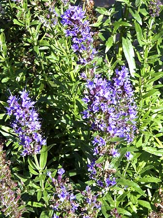 Hyssop Hyssopus officinalis